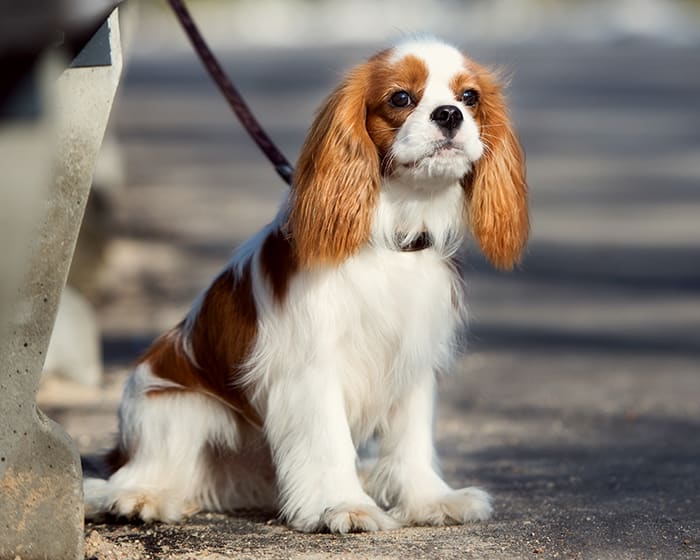 Cat & Dog Wellness Exams, Grande Prairie