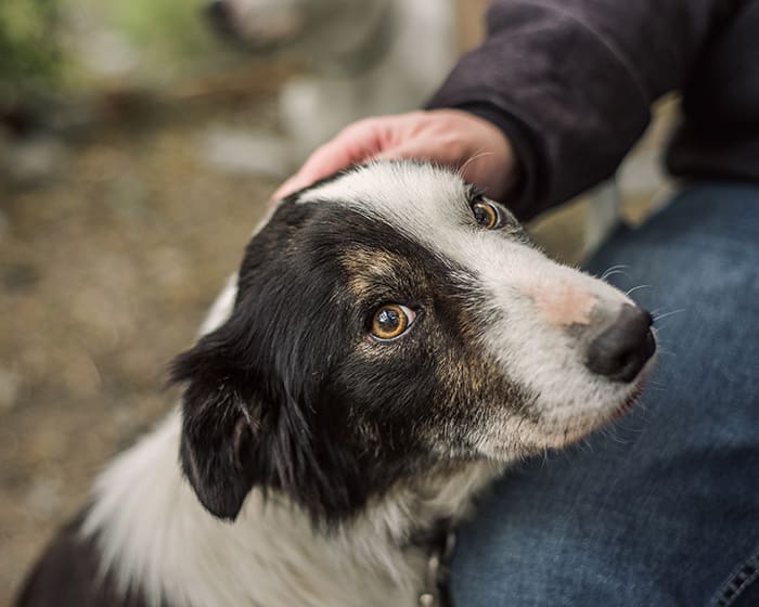 Geriatric Care for Pets, Grande Prairie