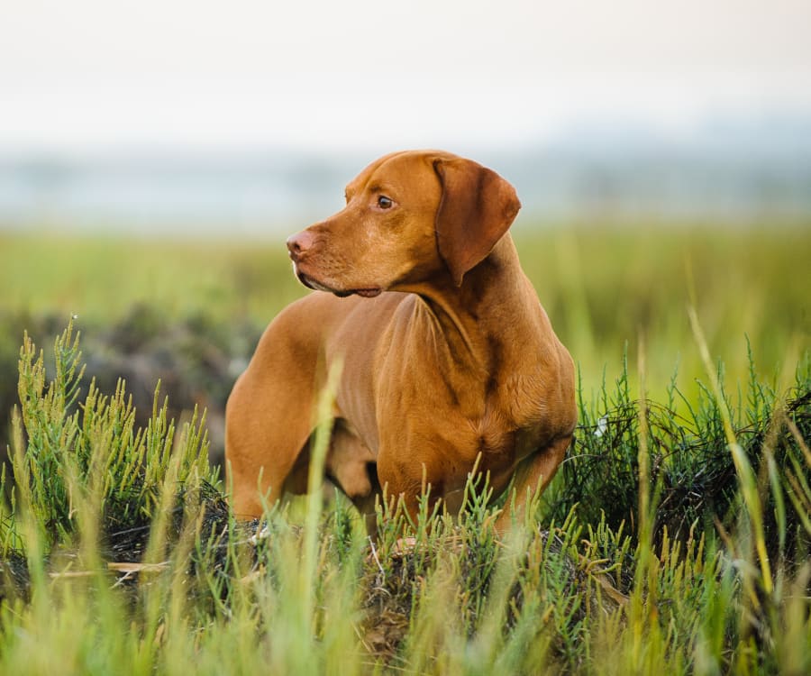 Home | Grande Prairie Animal Hospital | Grande Prairie Vet