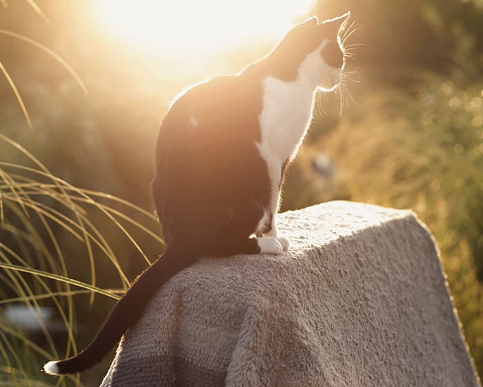 Cold Laser Therapy, Grande Prairie Veterinarians