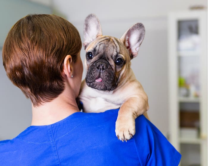 Grande Prairie Animal Hospital in Grande Prairie